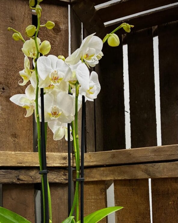 Perhosorkidea jouluruukussa