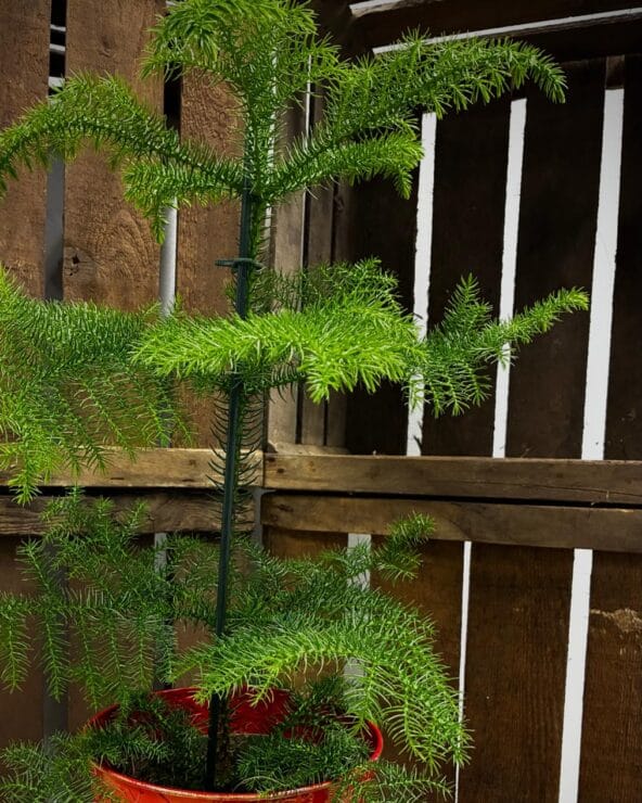 Huonekuusi punaisessa ruuukussa